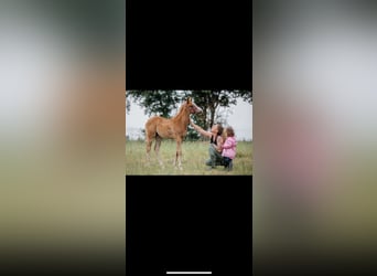 Koń pełnej krwi angielskiej, Klacz, 1 Rok, 145 cm, Kasztanowata
