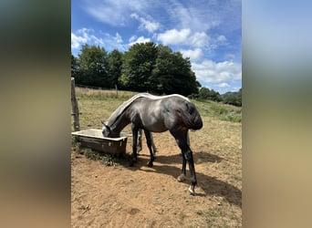 Koń pełnej krwi angielskiej, Klacz, 1 Rok, Siwa