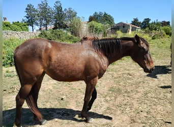 Koń pełnej krwi angielskiej, Klacz, 2 lat, 150 cm, Ciemnogniada