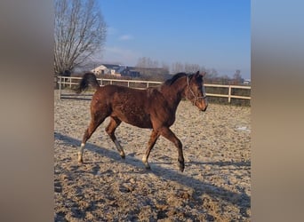 Koń pełnej krwi angielskiej, Klacz, 2 lat, 155 cm, Gniada