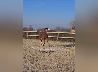 Koń pełnej krwi angielskiej, Klacz, 2 lat, 155 cm, Gniada