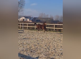 Koń pełnej krwi angielskiej, Klacz, 2 lat, 155 cm, Gniada