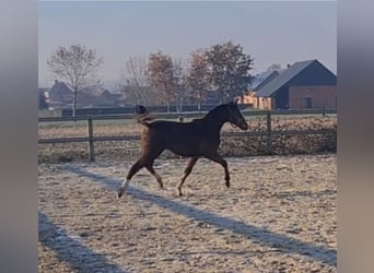 Koń pełnej krwi angielskiej, Klacz, 2 lat, 155 cm, Gniada
