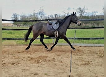 Koń pełnej krwi angielskiej, Klacz, 2 lat, 162 cm, Siwa