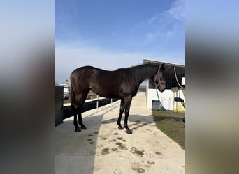 Koń pełnej krwi angielskiej, Klacz, 2 lat, 162 cm, Siwa