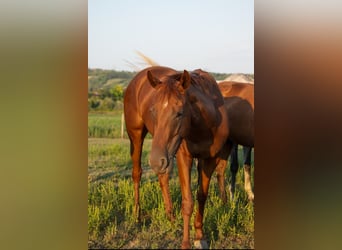 Koń pełnej krwi angielskiej, Klacz, 3 lat, 154 cm, Ciemnokasztanowata