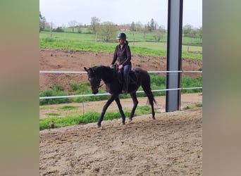 Koń pełnej krwi angielskiej, Klacz, 3 lat, 155 cm, Kara