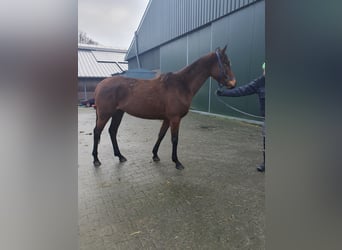 Koń pełnej krwi angielskiej, Klacz, 3 lat, 158 cm, Gniada