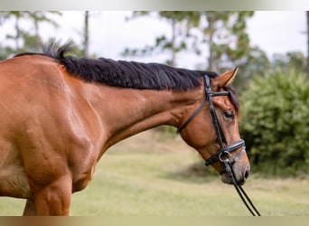 Koń pełnej krwi angielskiej, Klacz, 3 lat, 168 cm, Gniada