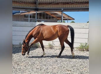 Koń pełnej krwi angielskiej, Klacz, 4 lat, 155 cm, Gniada