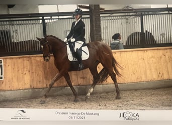 Koń pełnej krwi angielskiej, Klacz, 4 lat, 160 cm, Kasztanowata