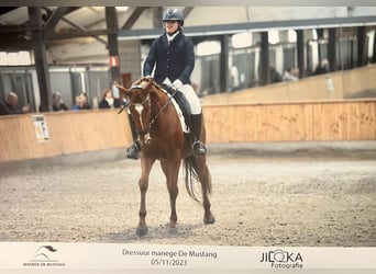 Koń pełnej krwi angielskiej, Klacz, 4 lat, 160 cm, Kasztanowata