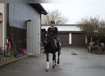 Koń pełnej krwi angielskiej, Klacz, 5 lat, 152 cm, Ciemnogniada