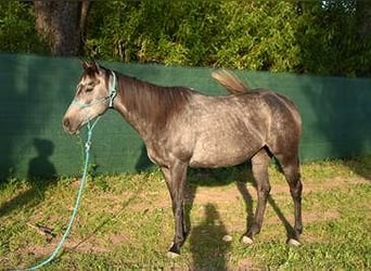 Koń pełnej krwi angielskiej, Klacz, 5 lat, 155 cm, Karosiwa