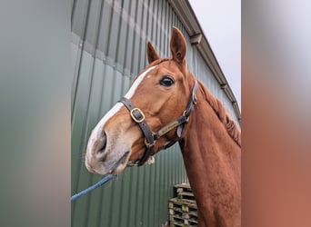 Koń pełnej krwi angielskiej, Klacz, 5 lat, 160 cm, Kasztanowata