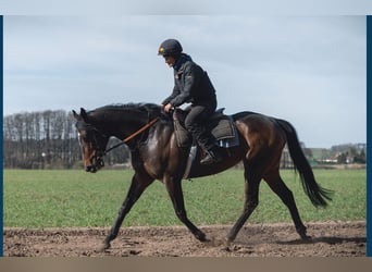 Koń pełnej krwi angielskiej, Klacz, 5 lat, 165 cm, Ciemnogniada