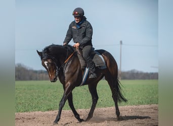 Koń pełnej krwi angielskiej, Klacz, 5 lat, 165 cm, Ciemnogniada