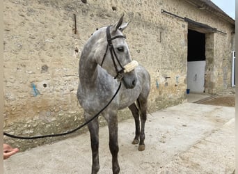 Koń pełnej krwi angielskiej, Klacz, 5 lat, 165 cm, Siwa