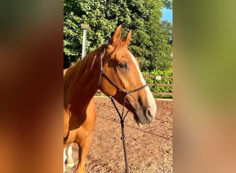 Koń pełnej krwi angielskiej, Klacz, 5 lat, 168 cm, Ciemnokasztanowata