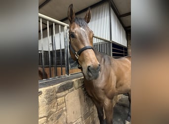 Koń pełnej krwi angielskiej, Klacz, 5 lat, 170 cm, Gniada