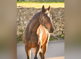 Koń pełnej krwi angielskiej, Klacz, 6 lat, 163 cm, Ciemnogniada