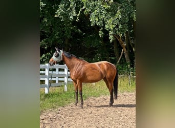 Koń pełnej krwi angielskiej, Klacz, 6 lat, 163 cm, Gniada