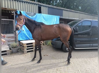 Koń pełnej krwi angielskiej, Klacz, 6 lat, 163 cm, Gniada