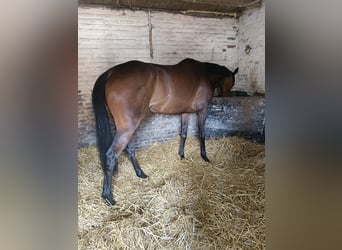 Koń pełnej krwi angielskiej, Klacz, 6 lat, 163 cm, Gniada