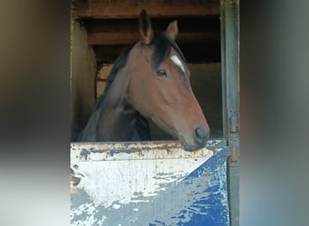 Koń pełnej krwi angielskiej, Klacz, 6 lat, 163 cm, Gniada