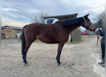 Koń pełnej krwi angielskiej, Klacz, 6 lat, 167 cm, Gniada