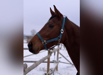 Koń pełnej krwi angielskiej, Klacz, 6 lat, 167 cm, Gniada