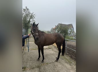 Koń pełnej krwi angielskiej, Klacz, 6 lat, Gniada