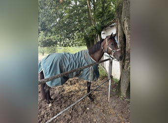 Koń pełnej krwi angielskiej, Klacz, 6 lat, Gniada