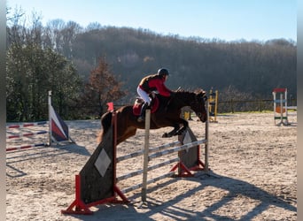 Koń pełnej krwi angielskiej, Klacz, 7 lat, 157 cm, Gniada
