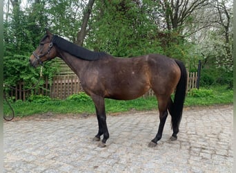 Koń pełnej krwi angielskiej, Klacz, 7 lat, 160 cm, Ciemnogniada
