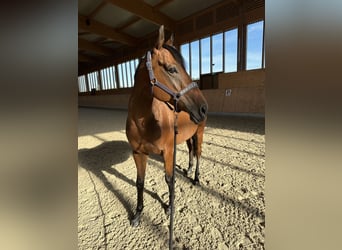 Koń pełnej krwi angielskiej, Klacz, 7 lat, 161 cm, Gniada