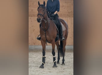 Koń pełnej krwi angielskiej, Klacz, 7 lat, 161 cm, Gniada