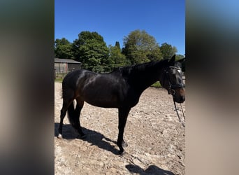 Koń pełnej krwi angielskiej, Klacz, 7 lat, 161 cm, Kara