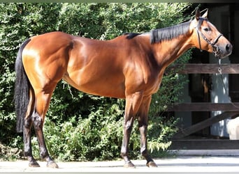 Koń pełnej krwi angielskiej, Klacz, 7 lat, 162 cm, Gniada