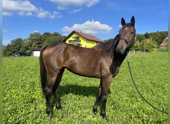 Koń pełnej krwi angielskiej, Klacz, 7 lat, 163 cm, Gniada