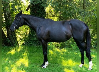 Koń pełnej krwi angielskiej, Klacz, 7 lat, 163 cm, Kara