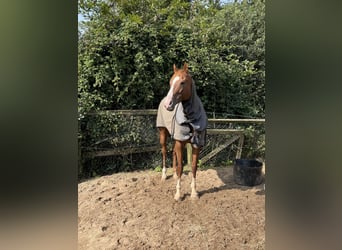 Koń pełnej krwi angielskiej, Klacz, 8 lat, 155 cm, Kasztanowata