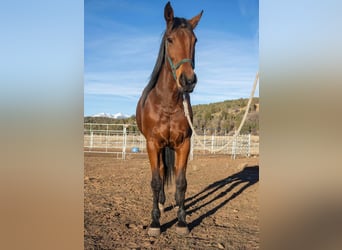 Koń pełnej krwi angielskiej, Klacz, 8 lat, 163 cm, Gniada