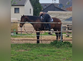 Koń pełnej krwi angielskiej, Klacz, 8 lat, 163 cm, Gniada