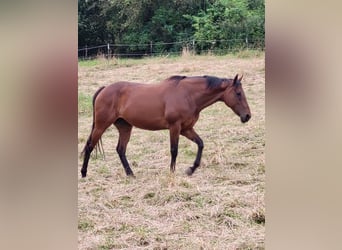 Koń pełnej krwi angielskiej, Klacz, 8 lat, 163 cm, Gniada