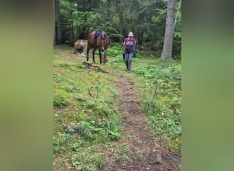 Koń pełnej krwi angielskiej, Klacz, 8 lat, 163 cm, Gniada