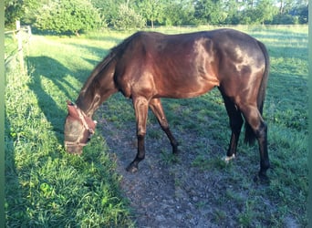 Koń pełnej krwi angielskiej, Klacz, 8 lat, 164 cm, Ciemnogniada