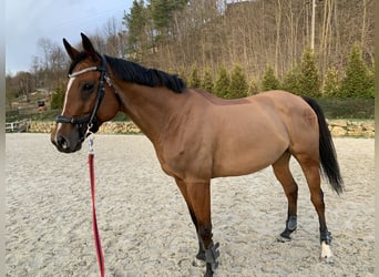 Koń pełnej krwi angielskiej, Klacz, 8 lat, 164 cm, Gniada