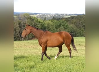 Koń pełnej krwi angielskiej, Klacz, 8 lat, 167 cm, Ciemnogniada