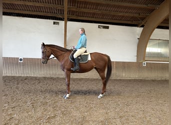 Koń pełnej krwi angielskiej, Klacz, 8 lat, 167 cm, Kasztanowata